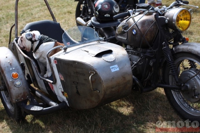 bulldog dans un sidecar bmw bulldog dans un sidecar bmw